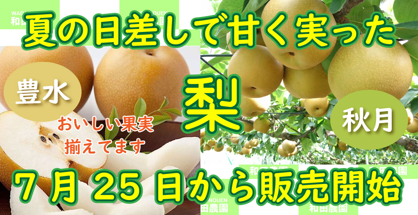 夏の日差しで甘く実った梨の販売開始します。